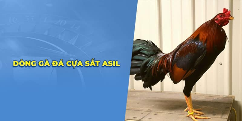 Dong ga da cua sat Asil