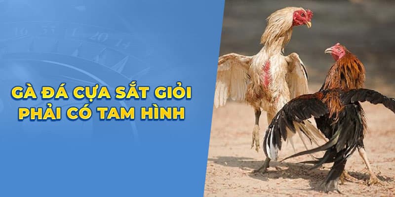 Ga da cua sat gioi phai co tam hinh
