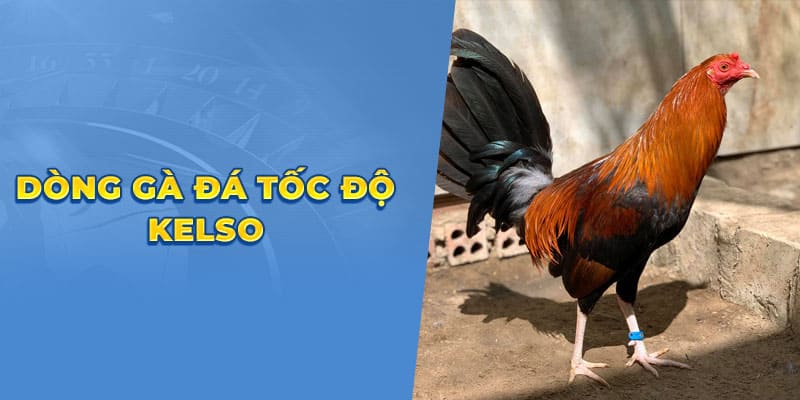 Dong ga da toc do Kelso